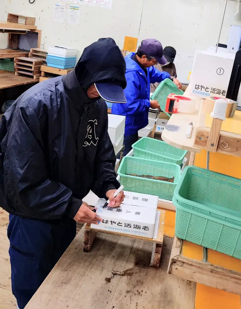 積極採用中！家計やお小遣いのプラスに！12月末までの車エビギフトの梱包・発送スタッフ募集