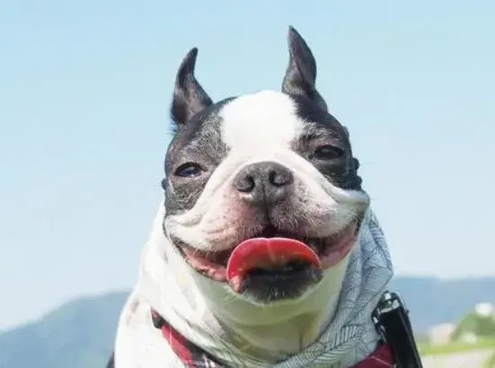 業務拡大につき増員！ペットシッタースタッフ募集！勤務地：吉野・伊敷・永吉・郡元・鴨池・市内中心部ほか