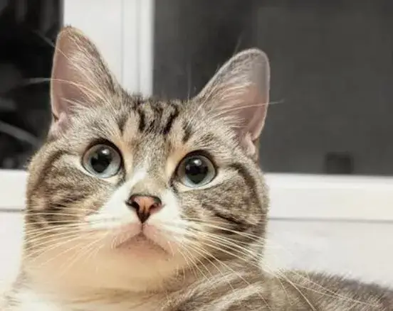 業務拡大につき増員！ペットシッタースタッフ募集！勤務地：熊本市（西区、南区）ほか