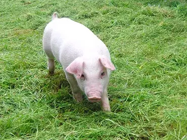 動物好きな方、身体を動かすことが好きな方必見！未経験者歓迎！