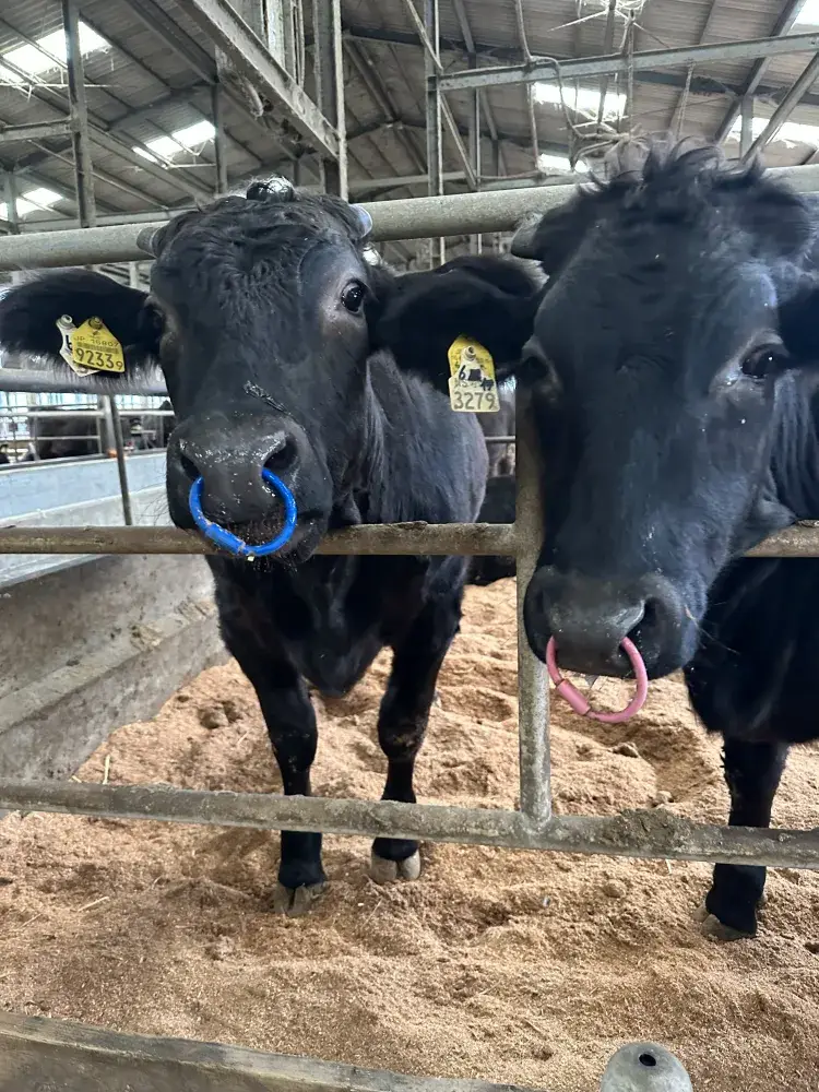 畜産業を支える仕事おがくず配送スタッフ募集
