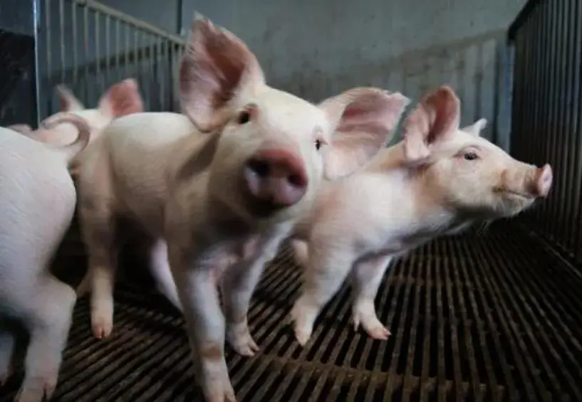 【経験・未経験問わず大歓迎！】命を育てる仕事！養豚スタッフ募集＜月給21.5万円～/賞与年2回＞