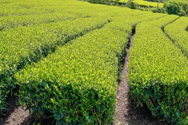 ＜短期＞茶畑作業アルバイト募集！