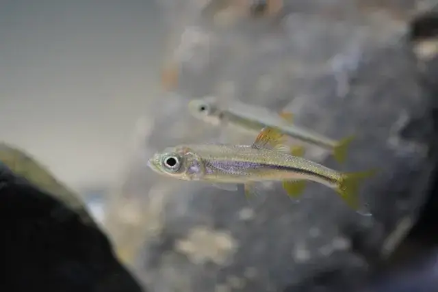 【朝が得意という方に♪午前中のみのお仕事】時給1450円！短期＆長期選択OK♪お魚養殖施設内での餌やり等のお仕事