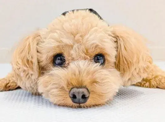 【鹿児島市】ペットシッター募集／直行直帰・時給1350円！動物好き歓迎♪犬猫のお世話スタッフ