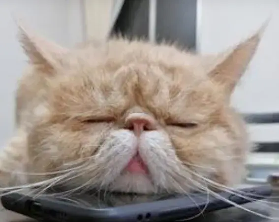 【熊本市】ペットシッター募集／直行直帰・時給1350円！動物好き歓迎♪犬猫のお世話スタッフ