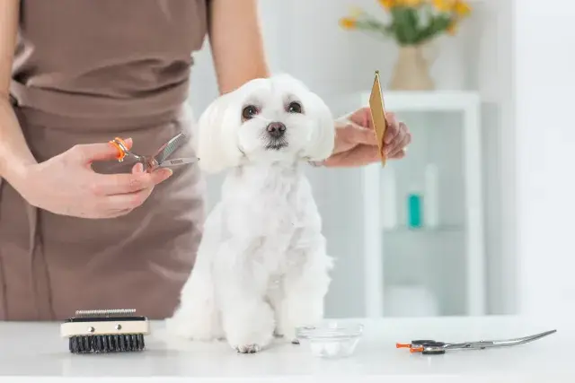 【経験者向け・年齢不問】｜月給23万円～30万円可能｜リピーターメインの職場環境｜小型犬中心・夜勤なし｜トリマー職募集