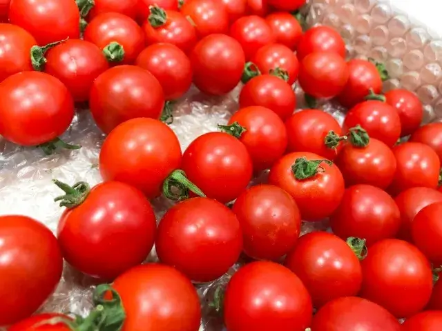 【6月末までの短期】未経験OK・週払い日払い可／カンタン軽作業！ミニトマトの選別・パック詰めスタッフ募集！