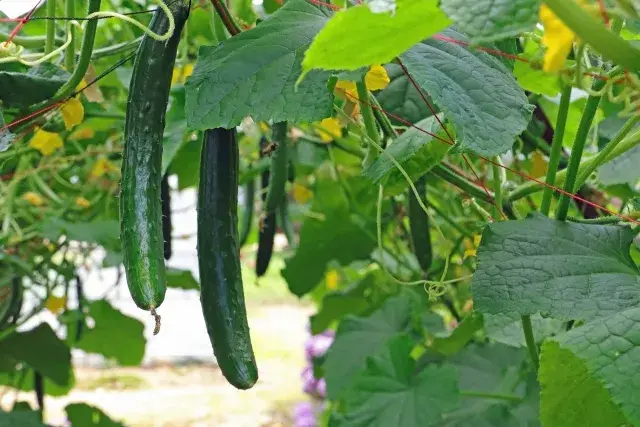 【扶養内勤務×1日5時間程度で希望の時間設定OK】農家経験不問！きゅうりの収穫＆手入れのお仕事