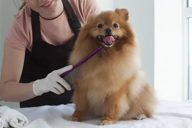 【トリマー募集｜リピーター・小型犬中心のトリミングサロン】 完全週休2日制(水・木)｜アットホームな職場です♪