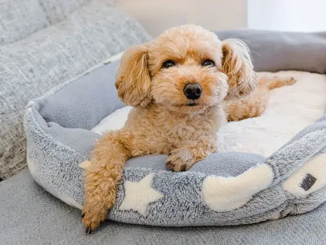 【宮崎市内｜時給1350円】ペットシッター｜オープニングスタッフ大募集！犬猫のお世話スタッフ！動物好き大歓迎♪