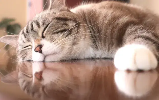 【宮崎市内：ペットシッター】オープニングスタッフ大募集！犬猫のお世話スタッフ！動物好きの方大歓迎です♪