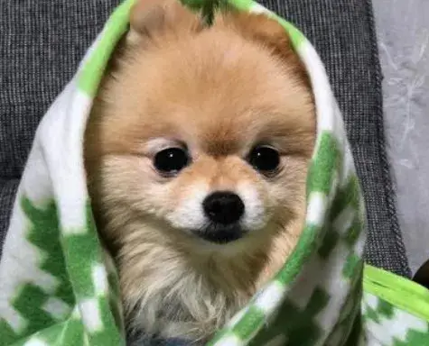 【鹿児島市 宇宿、郡元、東谷山｜時給1350円】ペットシッター募集！犬猫のお世話スタッフ！動物好き大歓迎♪