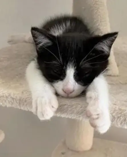 【霧島市 隼人、国分｜時給1350円】ペットシッター募集！犬猫のお世話スタッフ！動物好き大歓迎♪