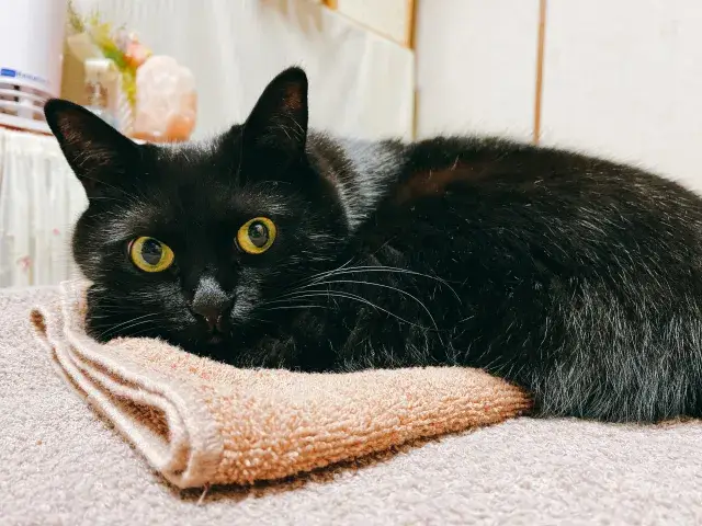 【飼い主さまの大切なペットをお守りする仕事】犬・猫などのペットシッター｜霧島市（隼人・国分エリア）｜直行直帰可