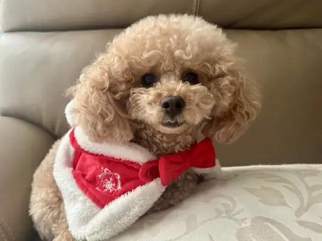 【犬・猫など動物が好きな方へ】飼い主様の大切な家族を預かるペットシッター｜自家用車移動｜霧島市（隼人・国分エリア）