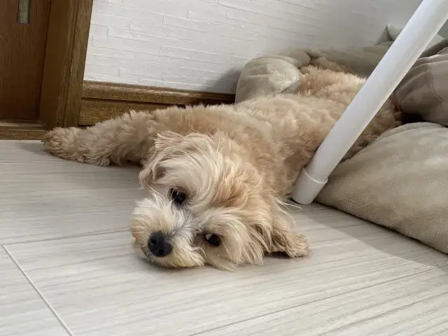 【動物への愛情を仕事に】飼い主様に代わって大切なペットを見守るペットシッター（鹿児島市｜谷山周辺・宇宿・郡元・中央駅周辺）