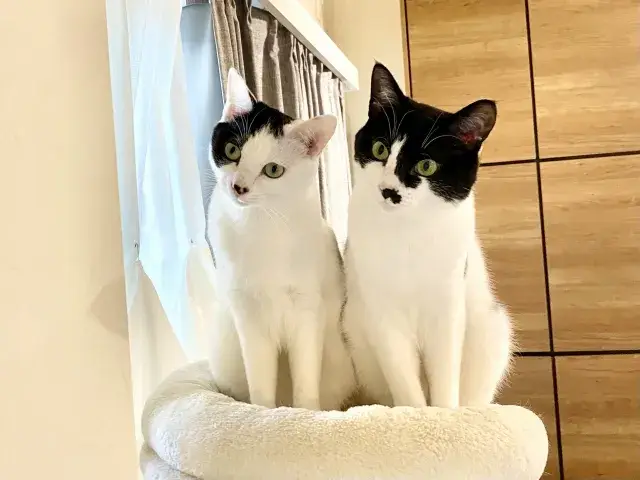 【飼い主様とペットの安心を守るお仕事】鹿児島市（谷山周辺・宇宿・郡元・中央駅周辺）のペットシッター募集