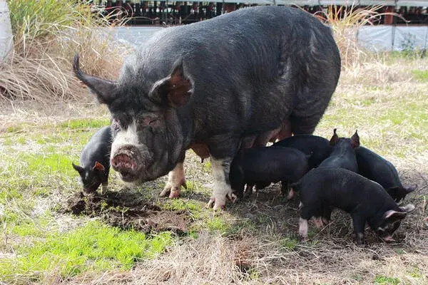 動物好きが“仕事”になる。未経験から始める養豚ライフ！