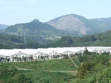 飼育環境（温度・湿度・換気等）の整った白豚の農場