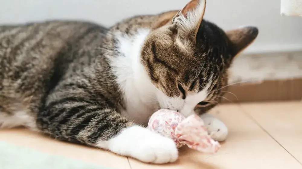 【ペットシッター】動物好きの方大歓迎♪飼い主さまとペットに寄り添うお仕事