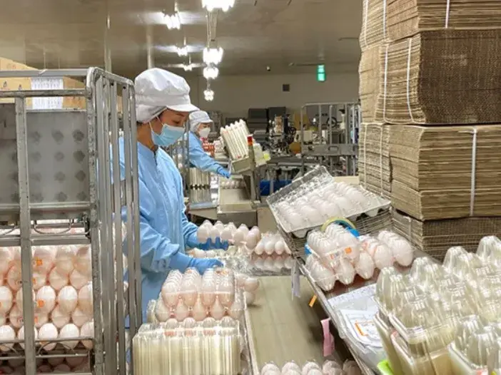 モクモクコツコツ作業するのが好きな方歓迎！鶏卵の包装作業スタッフ募集