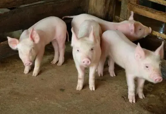 豚の飼育管理、動物好きな人、向いてます！★若い〜50歳代迄の男性活躍中！　★欠員につき急募！