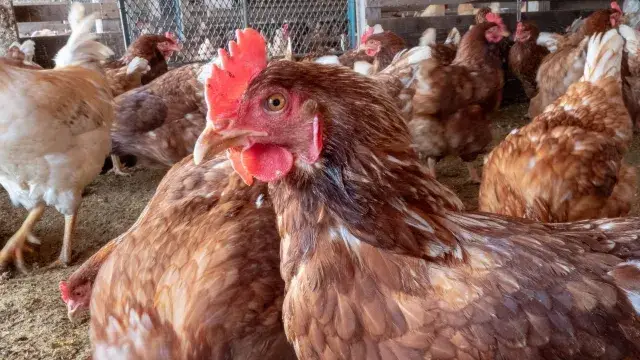 生鳥のフック掛け作業｜