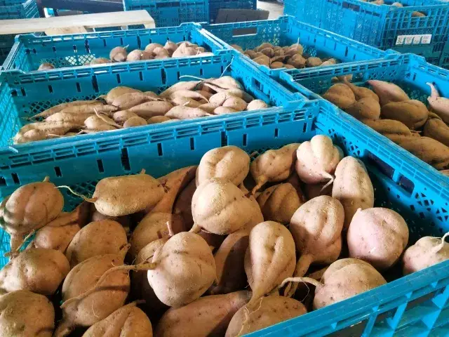 ＜短期＞2025年9月～11月末まで／嬉しい高時給1,600円／南九州市川辺で「芋」のカンタン作業