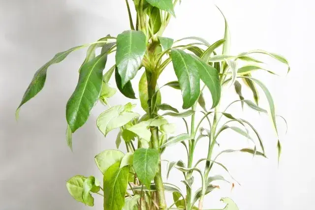 ＼短期4ヵ月／10月1日～スタート！観葉植物の洗浄・レンタル商品の飾りつけ等、倉庫内作業スタッフ募集！